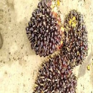 unripe_train (666).jpg