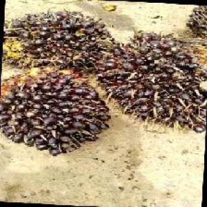 unripe_train (667).jpg