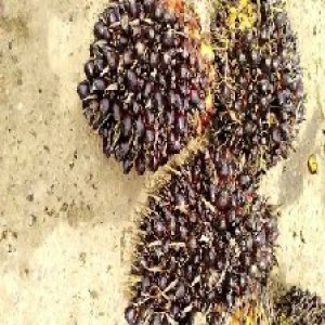 unripe_train (668).jpg