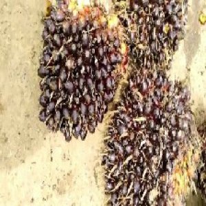 unripe_train (669).jpg