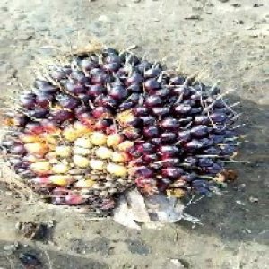 unripe_train (67).jpg