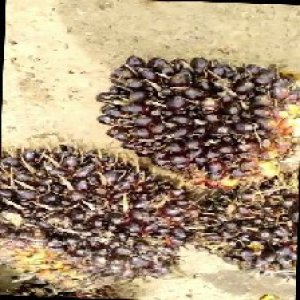 unripe_train (670).jpg