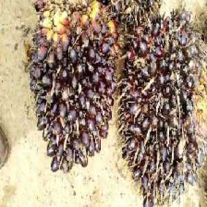 unripe_train (671).jpg