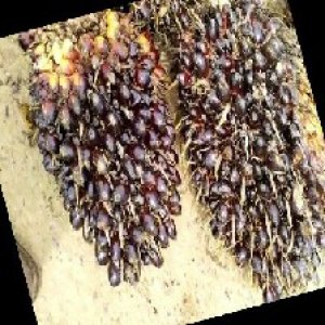 unripe_train (672).jpg