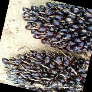 unripe_train (673).jpg