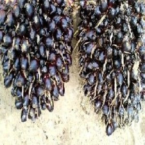 unripe_train (674).jpg