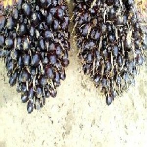 unripe_train (675).jpg