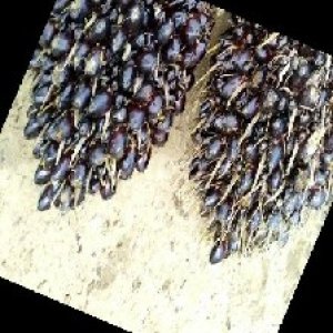 unripe_train (676).jpg