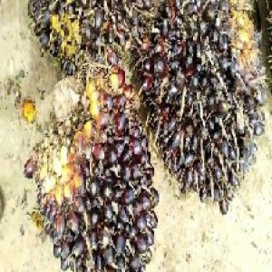 unripe_train (677).jpg