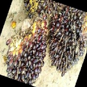 unripe_train (678).jpg