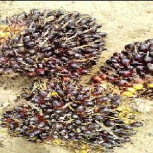 unripe_train (679).jpg