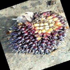 unripe_train (68).jpg