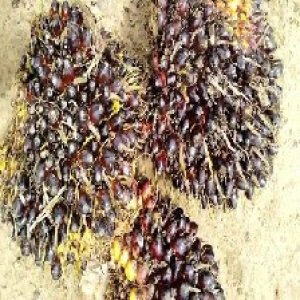 unripe_train (680).jpg