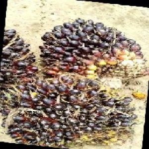 unripe_train (681).jpg