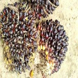 unripe_train (682).jpg