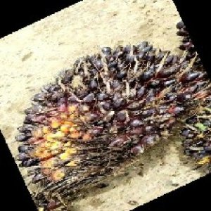 unripe_train (683).jpg