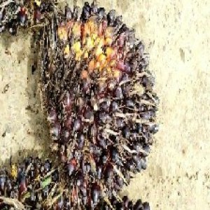 unripe_train (684).jpg