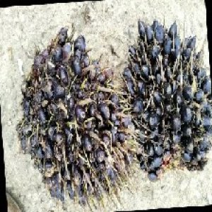 unripe_train (685).jpg