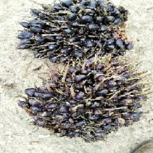 unripe_train (686).jpg