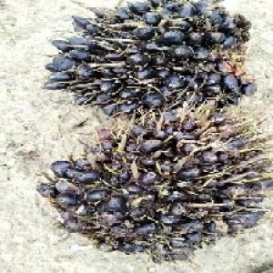 unripe_train (687).jpg