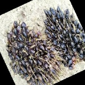 unripe_train (688).jpg