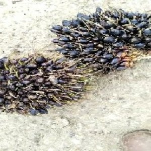 unripe_train (689).jpg