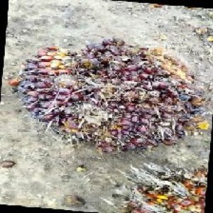 unripe_train (69).jpg