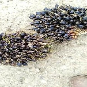 unripe_train (690).jpg