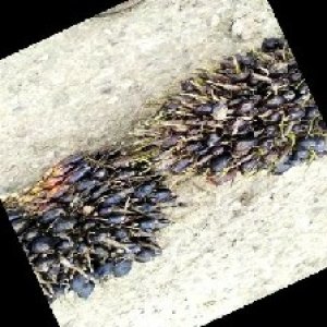 unripe_train (692).jpg