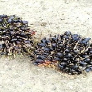 unripe_train (693).jpg