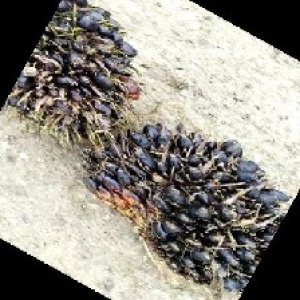 unripe_train (694).jpg