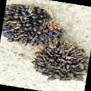 unripe_train (695).jpg