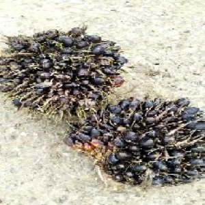 unripe_train (696).jpg