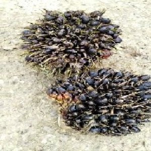 unripe_train (697).jpg