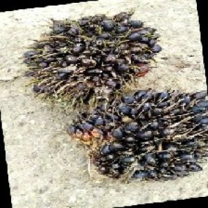 unripe_train (698).jpg