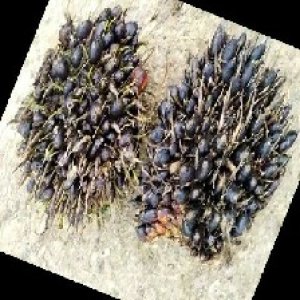 unripe_train (699).jpg