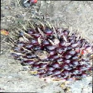 unripe_train (7).jpg