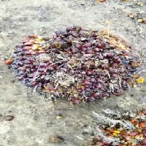 unripe_train (70).jpg