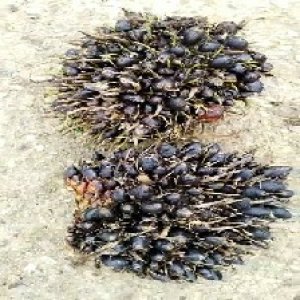 unripe_train (700).jpg