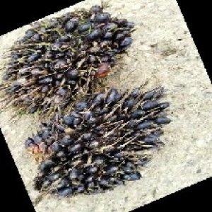 unripe_train (701).jpg