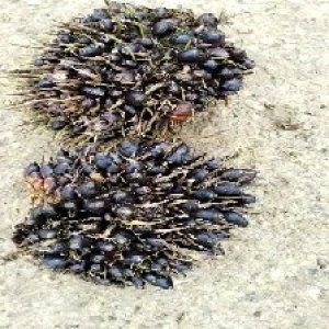 unripe_train (702).jpg