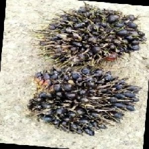 unripe_train (704).jpg