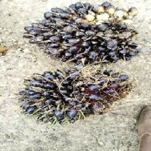 unripe_train (706).jpg