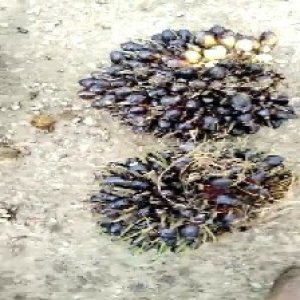 unripe_train (707).jpg