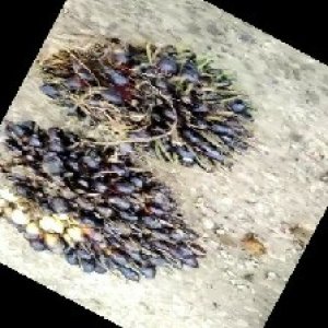 unripe_train (708).jpg