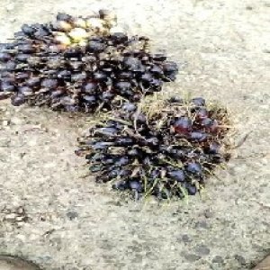 unripe_train (709).jpg