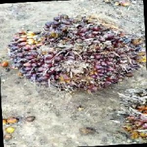 unripe_train (71).jpg