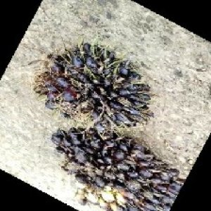 unripe_train (710).jpg