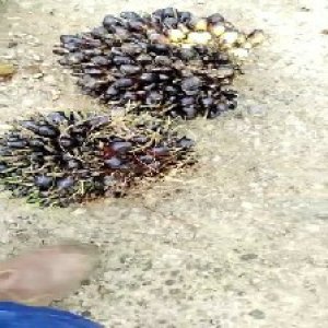 unripe_train (711).jpg