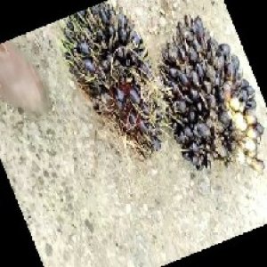 unripe_train (712).jpg